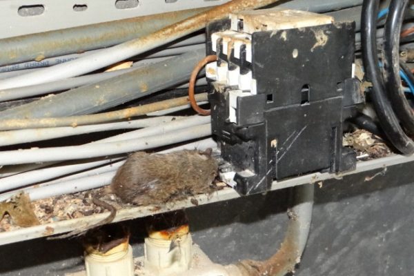 Muis overleden Component onvoldoende afgeschermd